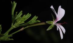 Pelargonium ternatum