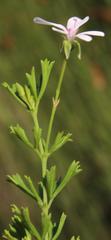 Pelargonium ternatum
