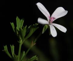 Pelargonium ternatum