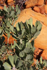 Leucospermum mundii