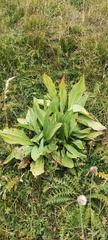Gentiana
