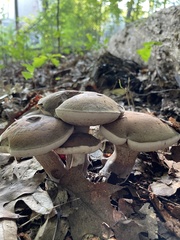 Tylopilus variobrunneus