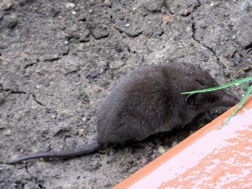 Long-tailed Forest Shrew (Myosorex longicaudatus) — Endangered Mammalia