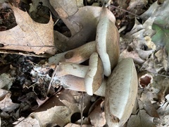 Tylopilus variobrunneus