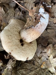 Tylopilus variobrunneus