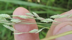 Eragrostis pectinacea pectinacea