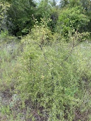 Crataegus spathulata