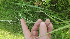 Eragrostis pectinacea pectinacea