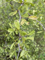 Crataegus spathulata