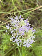 Warea