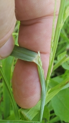 Eragrostis pectinacea pectinacea