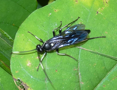 Cratichneumon unifasciatorius