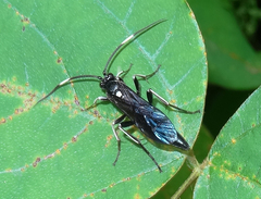 Cratichneumon unifasciatorius