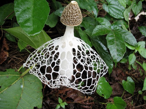 bridal veil stinkhorn