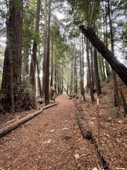 Sequoia