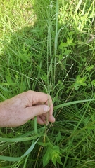 Eragrostis pectinacea pectinacea