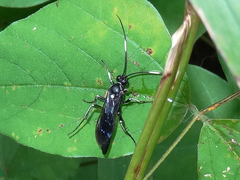 Cratichneumon unifasciatorius
