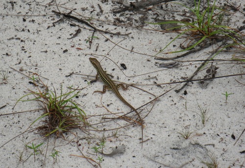 Black-lined Plated Lizard