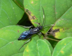 Cratichneumon unifasciatorius