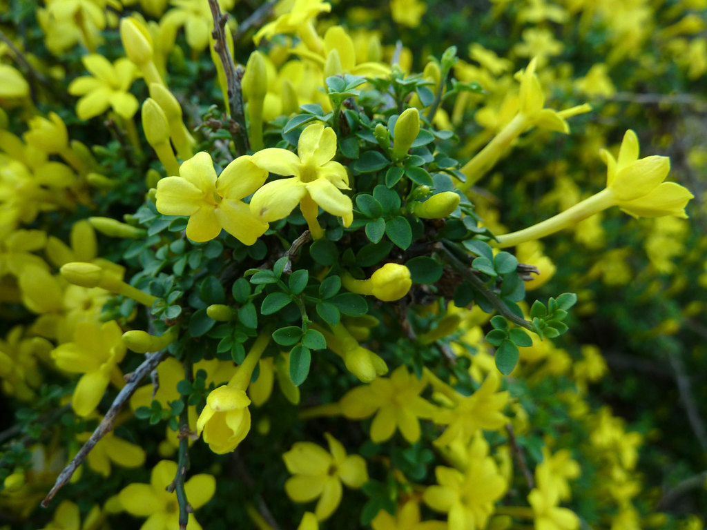Chrysojasminum parkeri