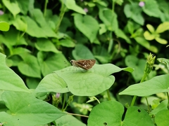 Taractrocera maevius