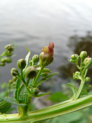 Scrophularia umbrosa