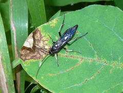 Cratichneumon unifasciatorius