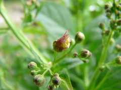 Scrophularia umbrosa