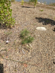 Pinus nigra pallasiana