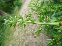 Scrophularia umbrosa