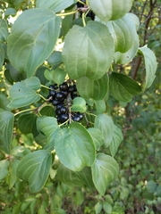 Rhamnus cathartica