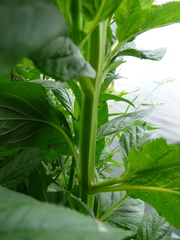 Scrophularia umbrosa