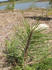Pinus nigra pallasiana