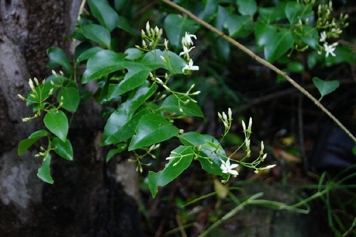 Stiff Jasmine (Jasminum volubile)