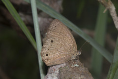 Yphthimoides renata