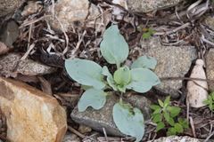 Mertensia simplicissima