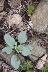 Mertensia simplicissima