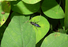 Cratichneumon unifasciatorius
