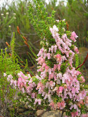 Erica glomiflora glomiflora