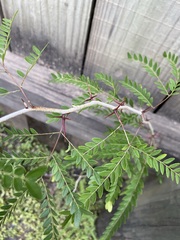Gleditsia aquatica