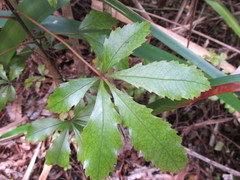 Pseudopanax discolor