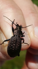 Carabus concolor