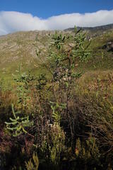 Cliffortia reniformis