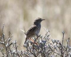 Cisticola textrix textrix