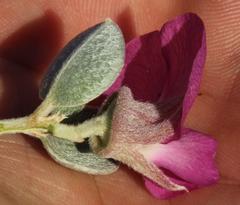 Podalyria burchellii