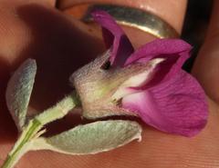 Podalyria burchellii