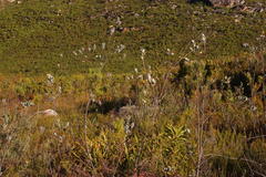 Podalyria burchellii