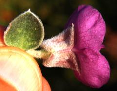 Podalyria burchellii