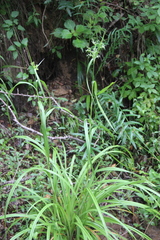 Scirpus lushanensis