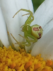 Ebrechtella tricuspidata